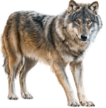0501s5c4-3d19-149x152.png