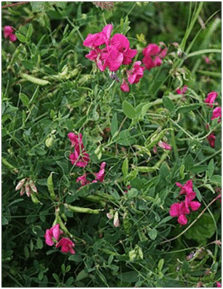 0501shy4-c9f6-223x289.png