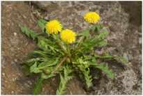 0501shyd-f4b5-206x138.png
