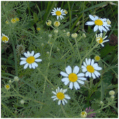0501shz1-d29d-173x174.png