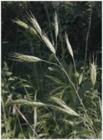 0501shz4-c95f-148x201.png