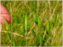 0501shzg-7d71-243x183.png