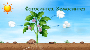 Презентація. Фотосинтез та хемосинтез.