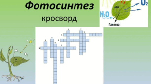 Кросворди з теми "Фотосинтез"