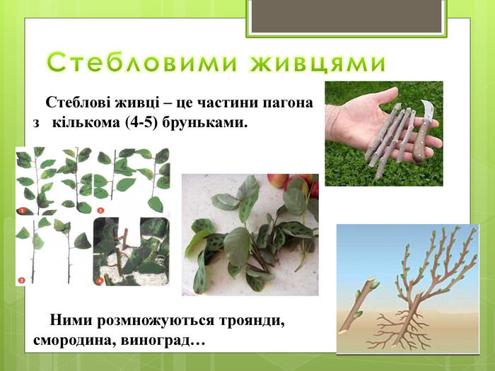 0501stif-b752-700x525.jpg