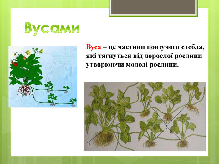 0501stim-5a48-700x525.jpg
