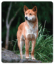 0501suag-415c-80x94.png