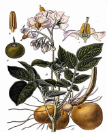 0501sw08-c8b7-157x194.png