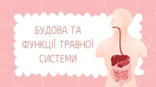 Презентація на тему: "Будова та функції травної системи"