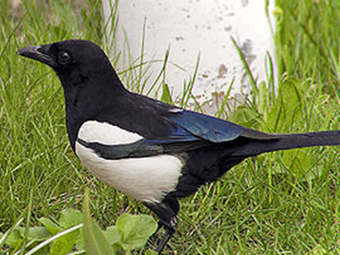 0501t0mm-5d73-480x360.png