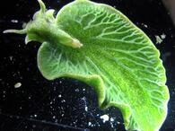 Ученые: морской слизень ворует гены у водоросли и учится фотосинтезу - РИА Новости, 04.02.2015