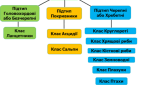 Узагальнення знань з теми «Різноманітність  тварин. Хордові»