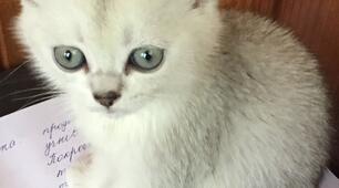 17 лютого - День кота в Європі.