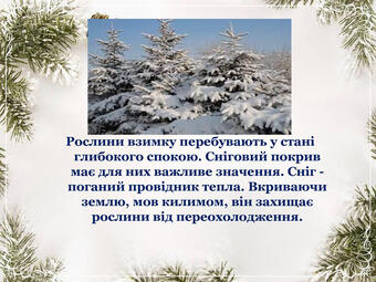 Як почуваються рослини взимку.