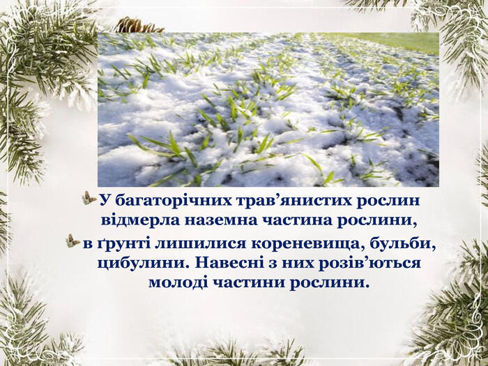 Як почуваються рослини взимку.