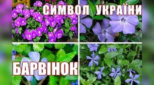 Рослини - символи України. Барвінок.