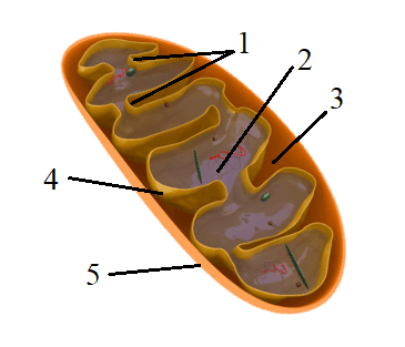 0501tho9-4a04-365x313.png