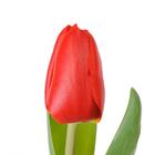 Красные тюльпаны от украинского производителя Camellia с доставкой в Киеве
