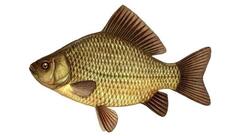 Карась звичайний (Carassius carassius) - Види риб GoldFishNet