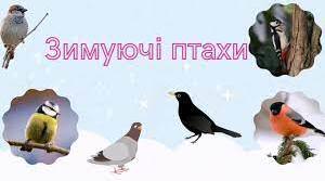 Зимуючі птахи