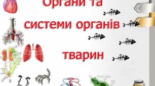 Конспект уроку: "Тканини, органи і системи органів тварин,їх функції".