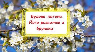 Конспект уроку на тему: "Пагін і його будова. Його розвиток з бруньки".