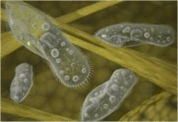 0501ua13-c6ca-257x177.png
