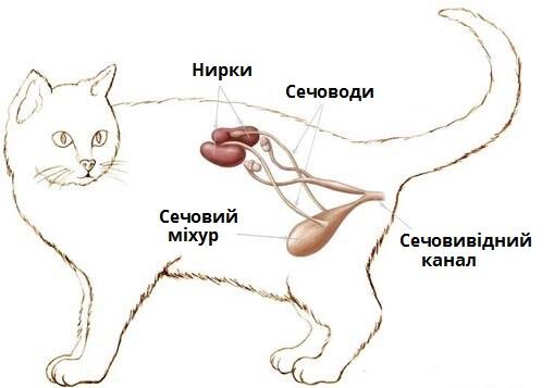 видільна.jpg