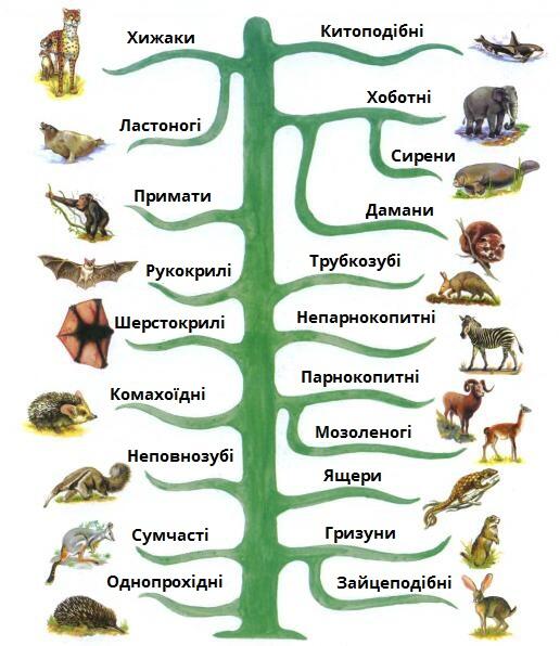 види савців.jpg
