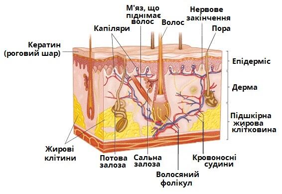 шкіра.jpg