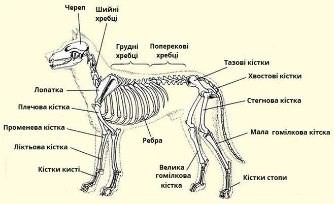 скелет.jpg