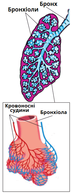 легені.png
