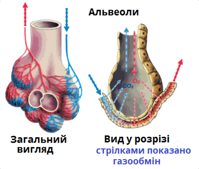 альвеоли.png