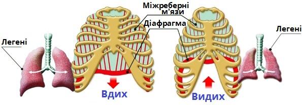 діафрагма.jpg