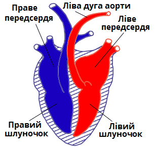 серце.png
