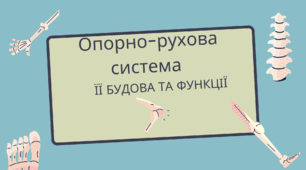 Презентація до уроку 8 класі на тему: "Опорно-рухова система. Її будова та функції"