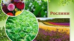 Рослини 