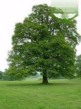 Quercus robur, Дуб звичайний