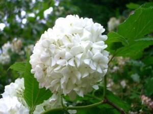 0501uod8-83d1-300x225.jpg