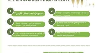 Інфографіка "Особливості будови птахів"