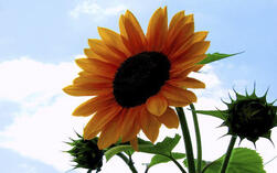 0501uu4q-dd88-251x157.jpg