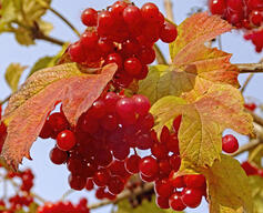 0501uu4x-f01b-237x192.jpg
