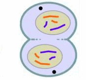 0501uwak-f585-175x164.png