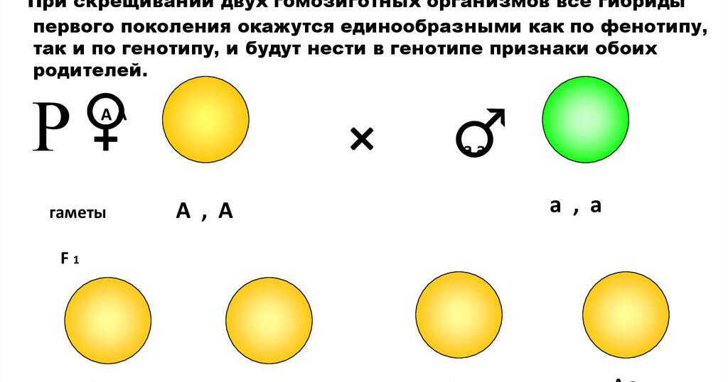 Картинки СКРЕЩИВАНИЕ ЧИСТЫХ ЛИНИЙ МЕТОД