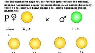 Класичні методи генетичних досліджень.  Закони Г.Менделя". 