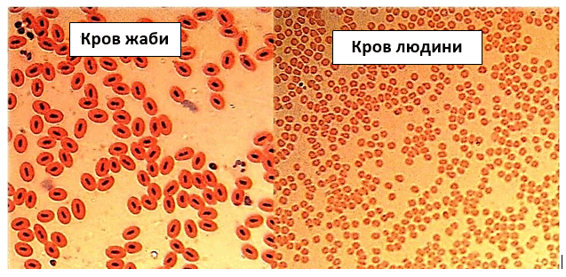 0501v8fz-a509-637x312.png