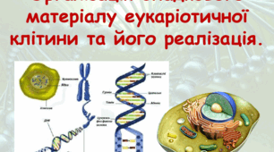 Організація спадкового матеріалу еукаріотичної клітини та його реалізація.