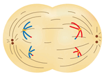 0501v9vu-e560-154x107.png