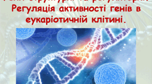 Гени структурні та регуляторні. Регуляція активності генів в еукаріотичній клітині.
