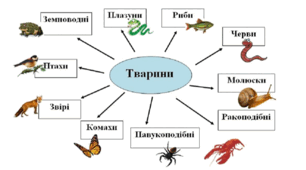 Характерні риси тварин. Гетеротрофний тип живлення. Середовища мешкання та пристосування до них тварин.